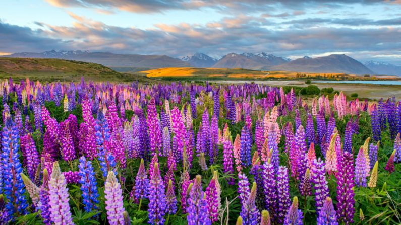 10. Nueva Zelandia. Los famosos altramuces del lago Tekapo florecen en la Isla Sur de Nueva Zelandia, el país número 10 en el ranking de felicidad publicado en 2022. Norraset Sanee/Songkhla Studio/Adobe Stock