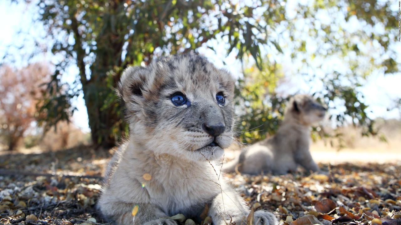 CNNE 1171490 - "ruge" de emocion el zoologico de chicago por la llegada de un bebe leon