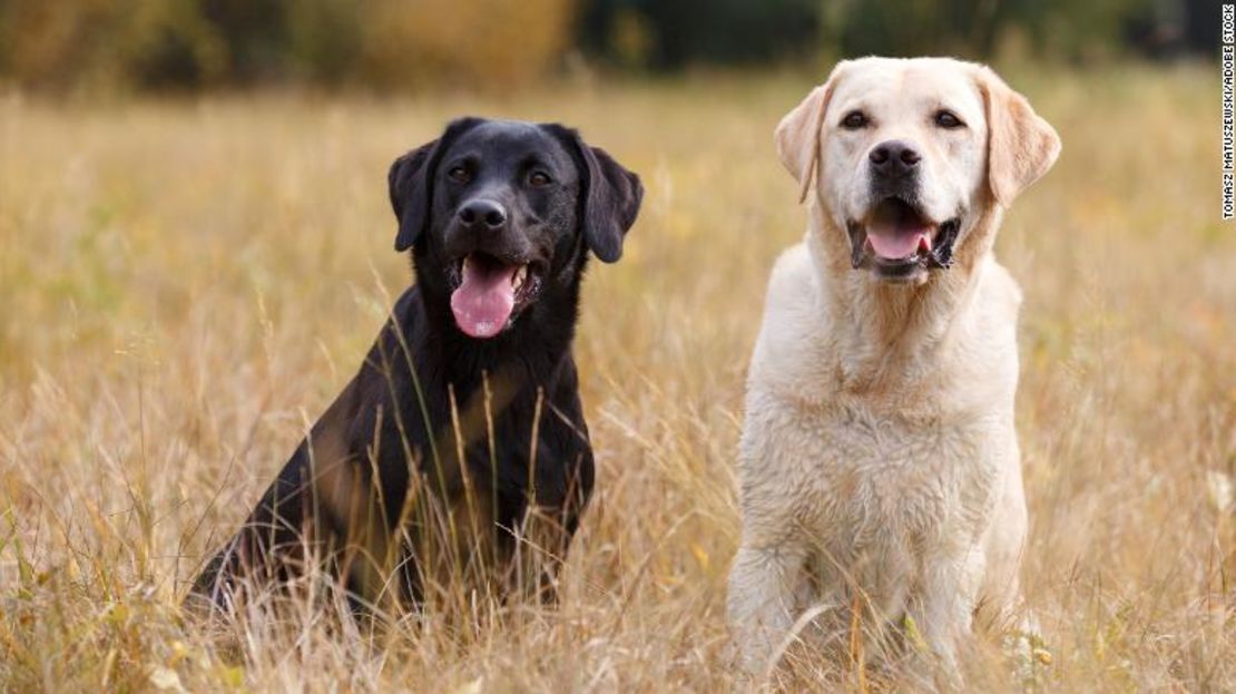 El labrador retriever, raza originaria de Canadá, es el perro más popular de 2021.