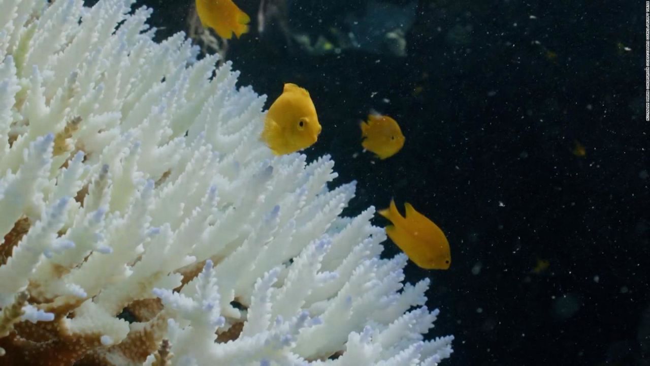CNNE 1175799 - gran barrera de coral de australia esta en peligro