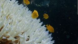 CNNE 1175799 - gran barrera de coral de australia esta en peligro