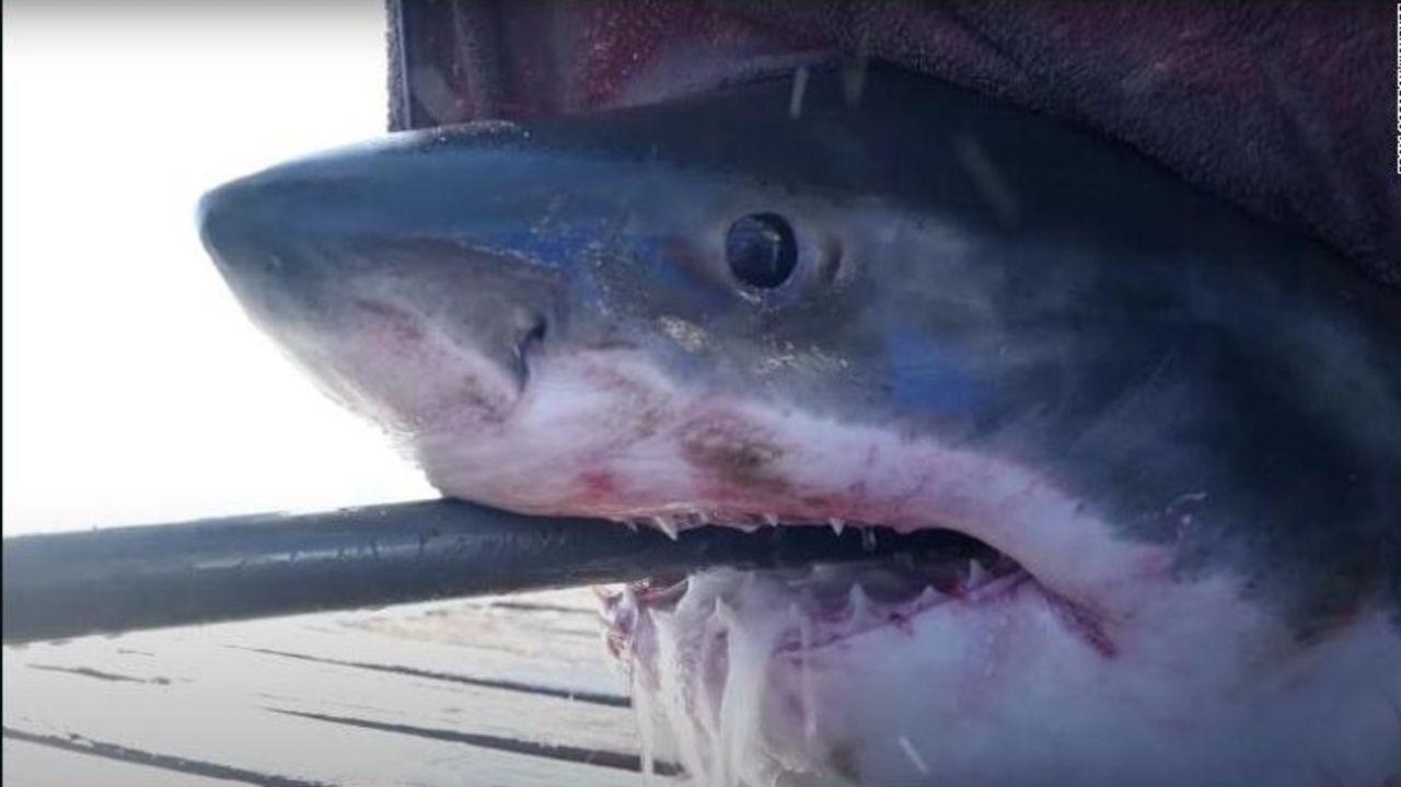 CNNE 1177359 - tiburon blanco de mas de 700 kilos nada en la costa de florida