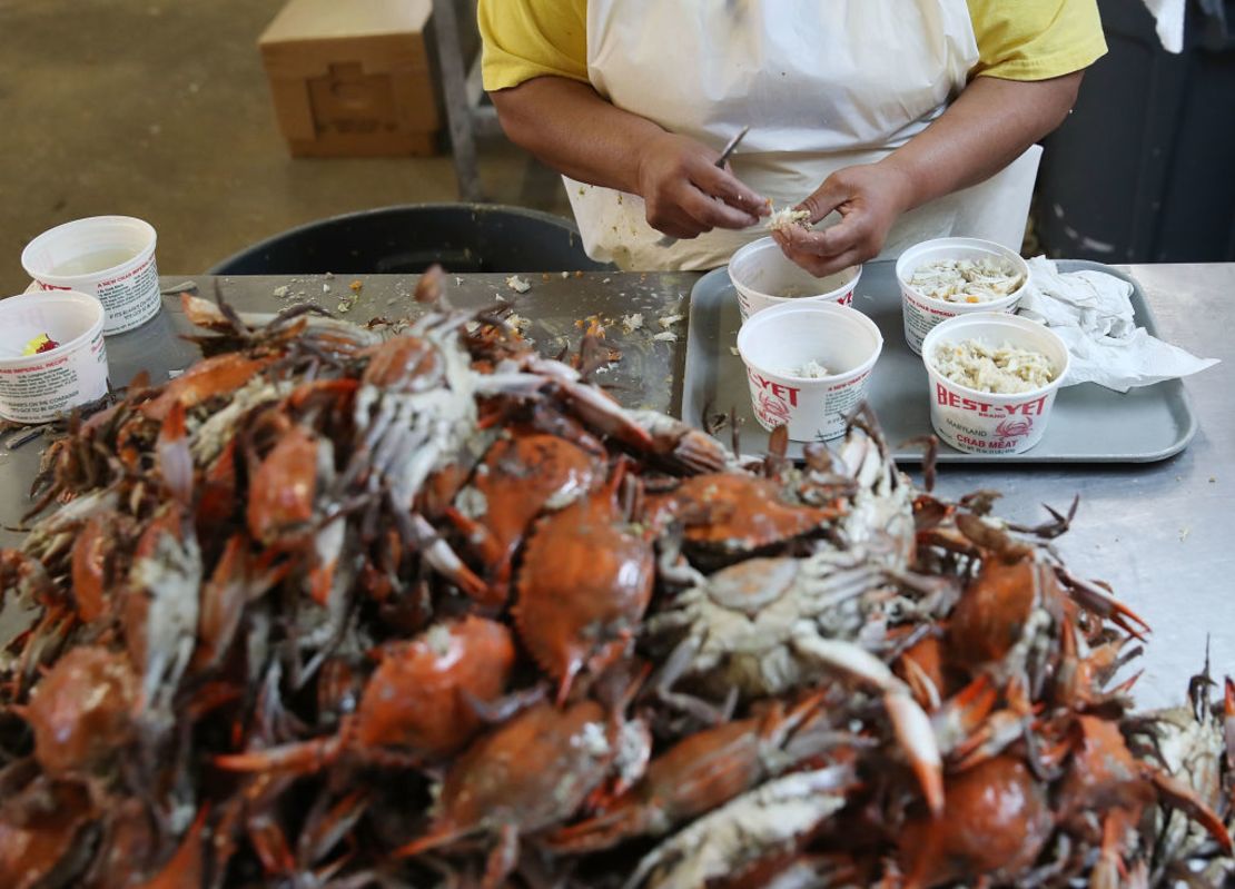 Una mujer pica cangrejos en W.T. Ruark Seafood Co., el 17 de mayo de 2018 en Hoopers Island, Maryland.