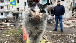 CNNE 1185072 - asi rescatan a las mascotas abandonadas por la guerra en ucrania