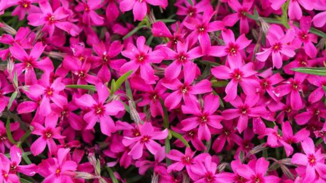 La luna rosa de abril está asociada a la llegada de la primavera y el brote de flores como la Phlox, vista en esta foto.