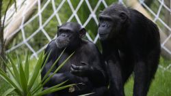 CNNE 1187816 - chimpances logran reconocer craneos de su propia especie