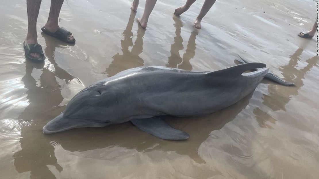 Un delfín enfermo varado en Quintana Beach, Texas, al sur de Houston.