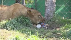 CNNE 1189851 - asi celebraron la pascua los animales de un zoologico chileno