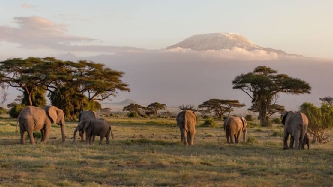 ¿Buscas visitar un país actualmente en el nivel 1? Piensa en Kenya. Aquí, los elefantes deambulan frente al monte Kilimanjaro en el Parque Nacional Amboseli.Crédito: Dan/Adobe Stock