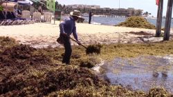 CNNE 1190560 - ¿sargazo en playas del caribe? asi lo puedes monitorear