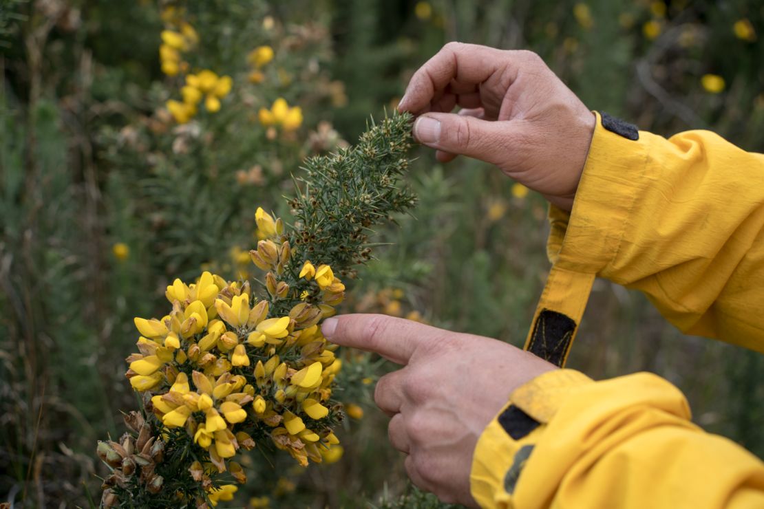 El retamo espinoso es una planta de flores amarillas de muy fácil propagación que amenazan los frailejones y el ecosistema de páramo en general.