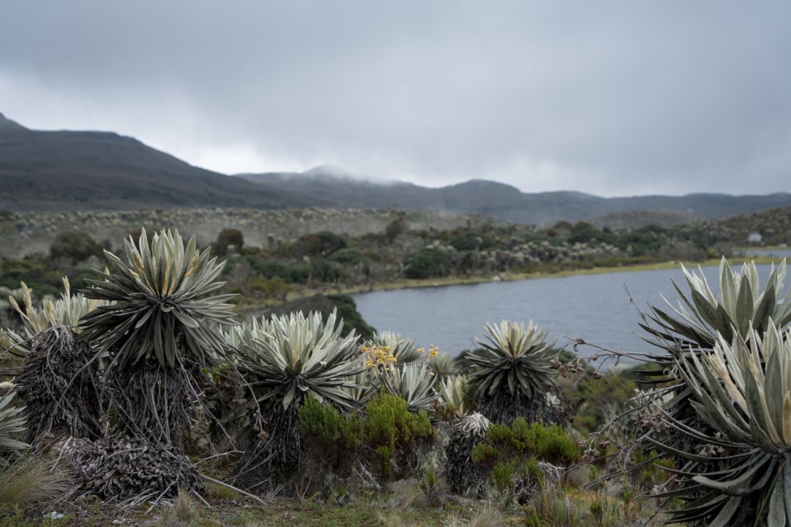 Frailejones en el Páramo de Sumapaz.