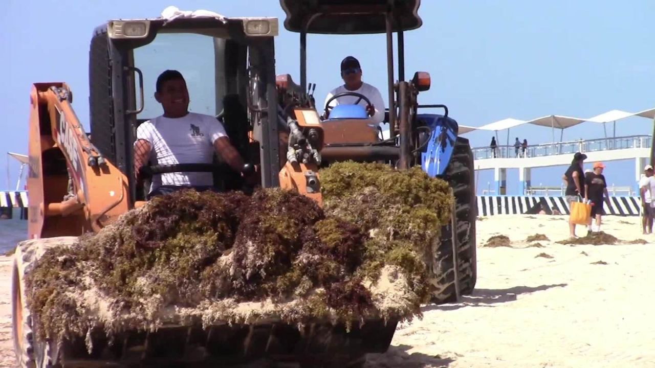 CNNE 1191886 - turismo y sargazo llegan juntos al caribe mexicano