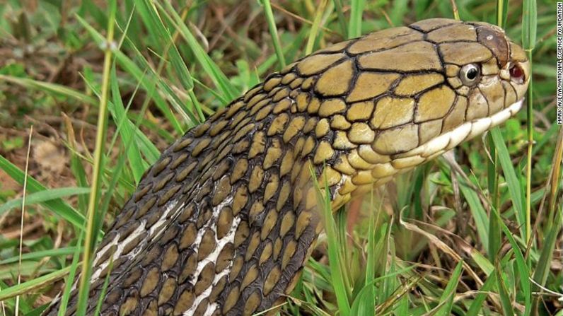 La cobra real (Ophiophagus hannah) está clasificada como vulnerable en la Lista Roja de la UICN. Las cobras reales se distinguen de otras cobras por su tamaño y el patrón de su cuello.