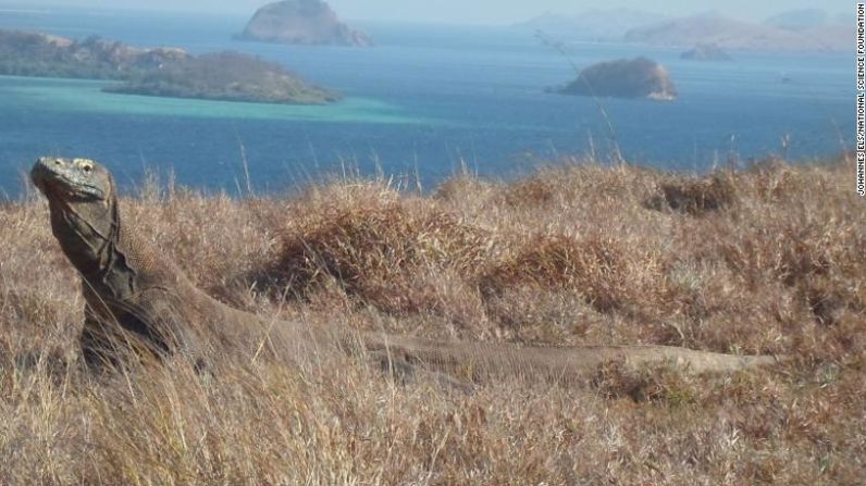 El dragón de Komodo (Varanus komodoensis), en peligro de extinción, vive en las islas indonesias de Komodo, Rinca, Flores y Gili Motang.