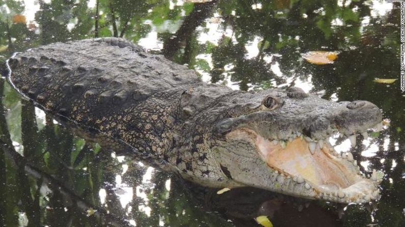 El cocodrilo de las marismas (Crocodylus palustris) vive en la India. La especie está clasificada como vulnerable en la Lista Roja de la UICN.