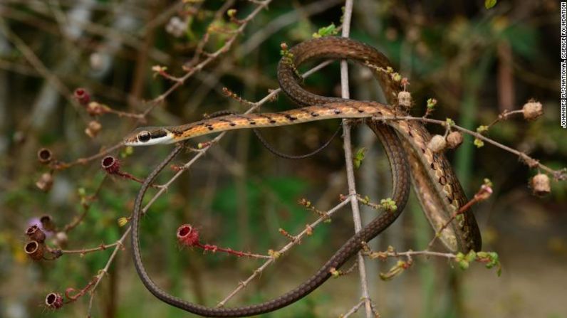 La serpiente de bronce rayada (Dendrelaphis caudolineatus) es una especie vulnerable endémica de Sri Lanka.