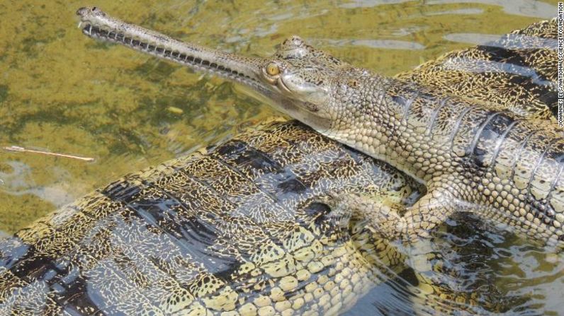 Un gavial, o cocodrilo come peces (Gavialis gangeticus) en la India.