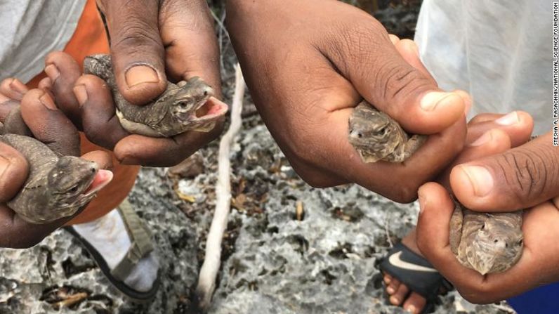 Las crías de iguana jamaicana se recogen cuando salen de sus nidos como parte de los esfuerzos de recuperación de la conservación para protegerlas de las especies depredadoras invasoras.