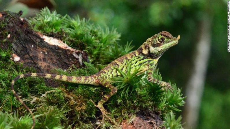 El agama de montaña (Ceratophora stoddartii), en peligro de extinción, es un animal endémico de Sri Lanka. Visita el resto de la galería para conocer otros reptiles amenazados.