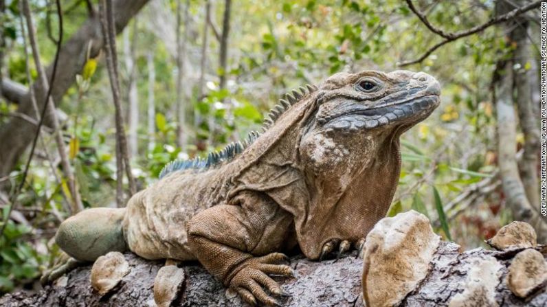 Se muestra una iguana jamaicana (Cyclura collei), en peligro crítico, en las colinas Hellshire, en la costa sur de Jamaica.