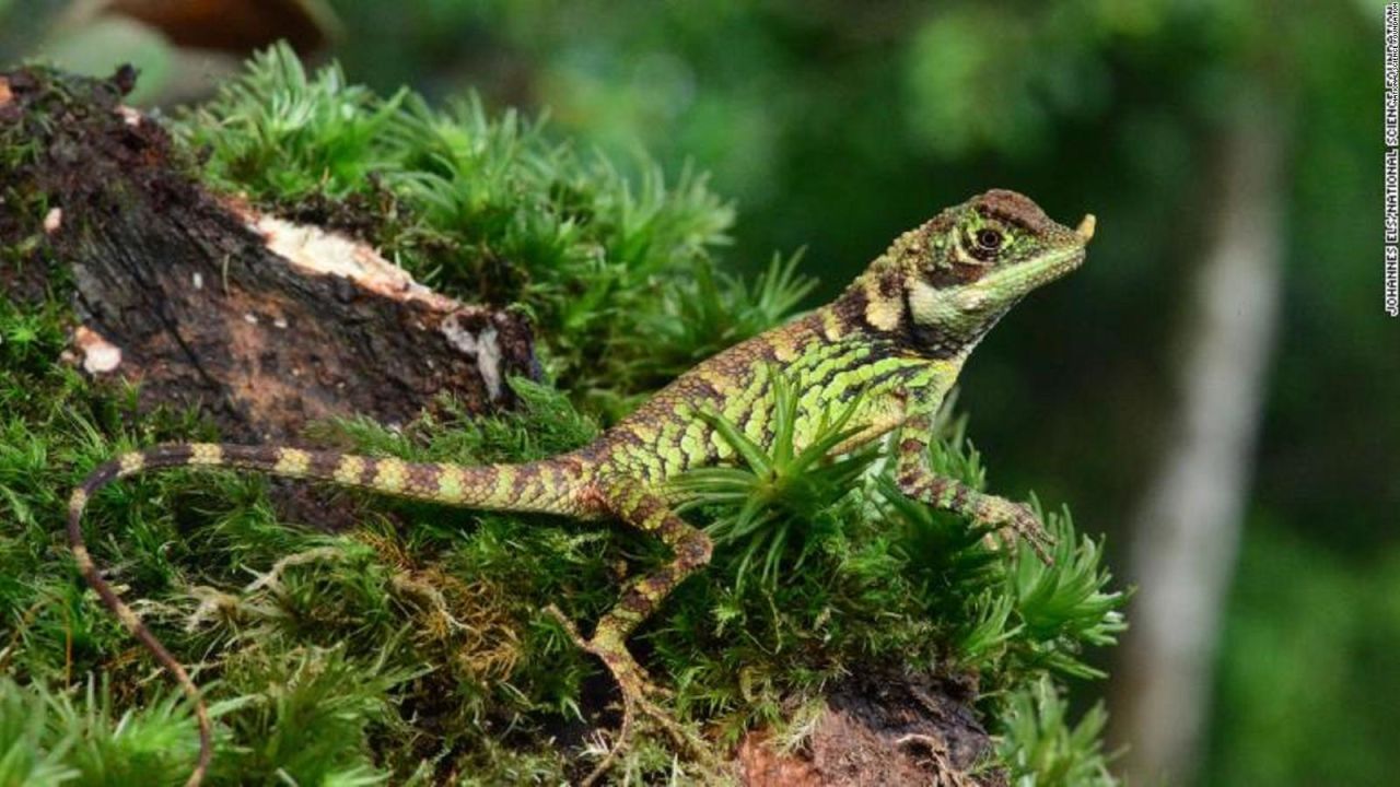 CNNE 1198240 - una de cada 5 especies de reptiles, en peligro de extincion