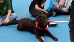 CNNE 1200339 - animales contra el bullying- la propuesta de una escuela de barcelona