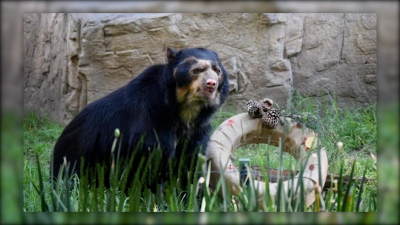 CNNE 1200583 - muere a los 29 anos uno de los osos mas viejos de mexico