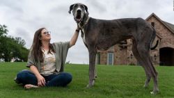 CNNE 1203458 - un gran danes de texas es el perro mas alto del mundo