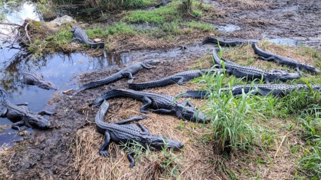 Los caimanes toman el sol en la ciudad de Florida, condado de Miami-Dade. Todos los condados de Florida tienen caimanes.