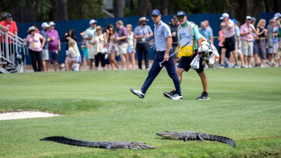 Los caimanes y la gente se mezclan, especialmente en los campos de golf del sudeste, como estos pequeños en el torneo RBC Heritage de abril en Hilton Head Island, Carolina del Sur. Los expertos dicen: déjalos en paz y ellos te dejarán en paz.