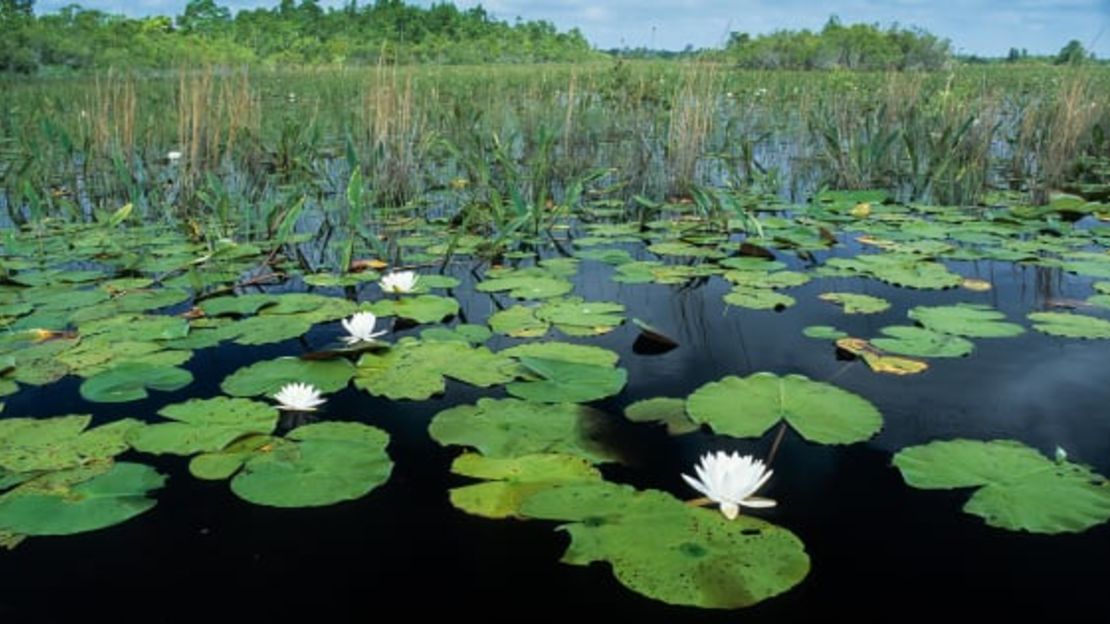 Los nenúfares fragantes son comunes en el Refugio Nacional de Vida Silvestre del Pantano Okefenokee en el sureste de Georgia. Esté siempre alerta en áreas donde la vegetación pueda ocultar a los caimanes.