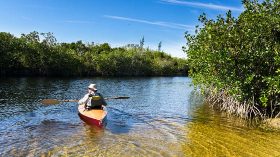 Un hombre rema en los Everglades de Florida. Si ves un caimán mientras estás en el agua, respeta su espacio.