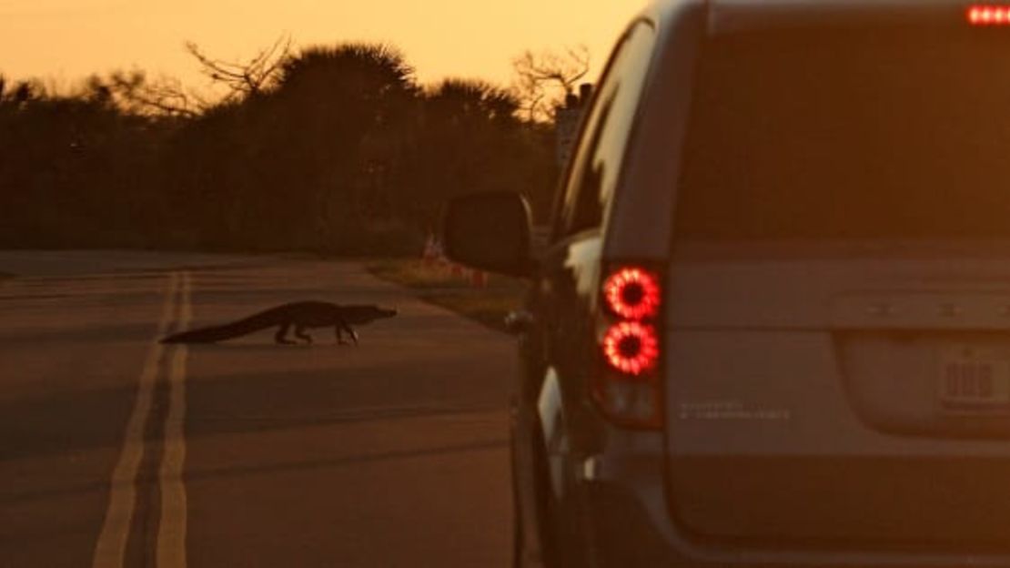 Un caimán cruza una carretera en Merritt Island al atardecer cerca del Centro Espacial Kennedy en Florida. Ten cuidado con los caimanes que cruzan las carreteras, especialmente al anochecer durante la temporada de apareamiento.