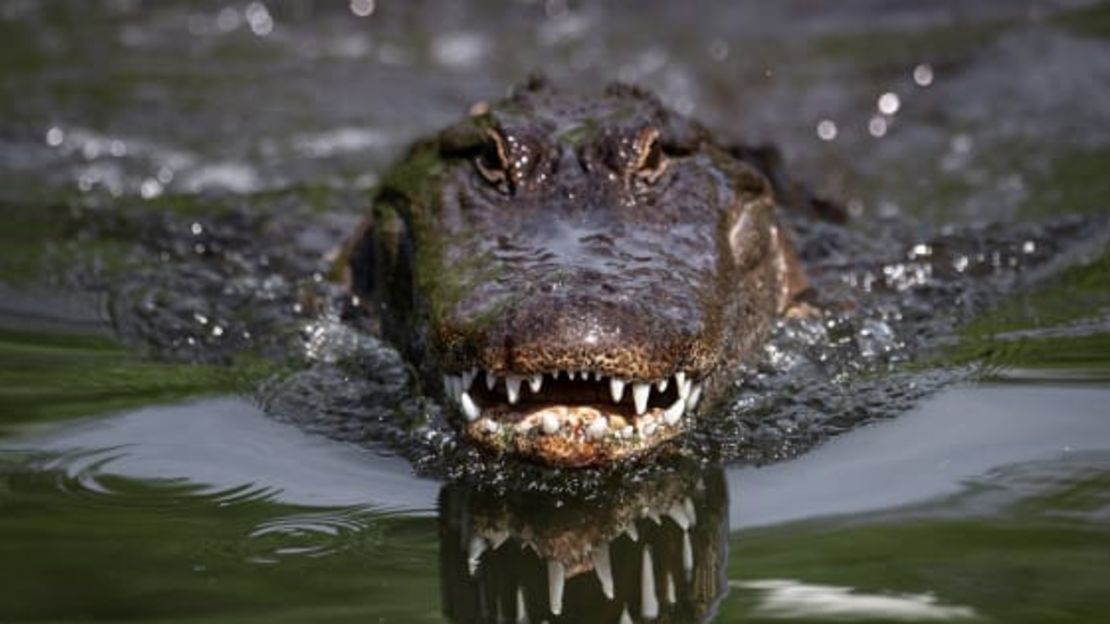 ¿Sabrías cómo defenderte si un caimán viene a por ti en el agua?