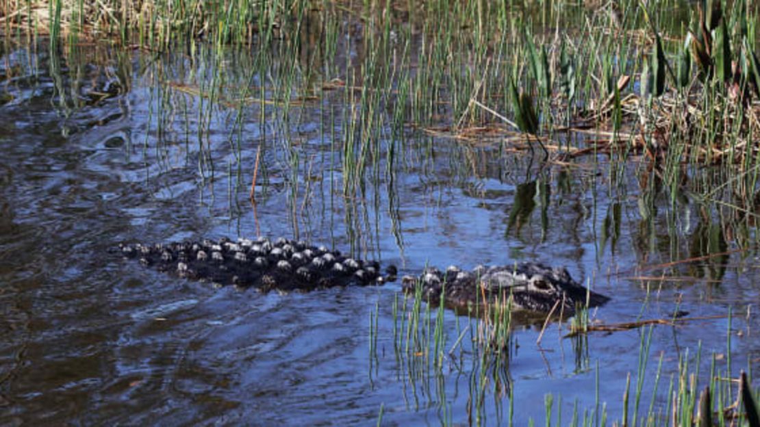 Un caimán se mueve por las aguas de los humedales de Wakodahatchee en Delray Beach, Florida. Si alguna vez te atacan, trata de salir del agua y llegar a tierra.