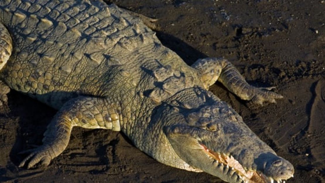 Este es un cocodrilo americano (Crocodylus acutus). Ten en cuenta el hocico más delgado en forma de V frente a los hocicos más anchos en forma de U de los caimanes. Se encuentran solo en las áreas costeras del sur de Florida.