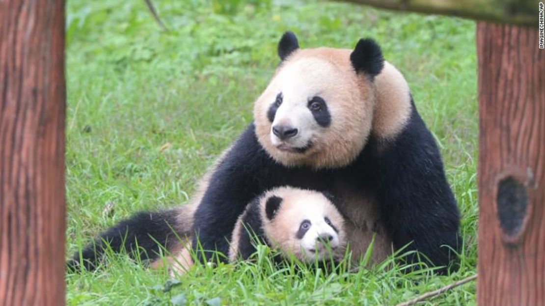 La hembra de panda gigante Yaya cuida de su bebé de 5 meses en el zoológico de Chongqing, en Chongqing, China, el 17 de enero de 2016.