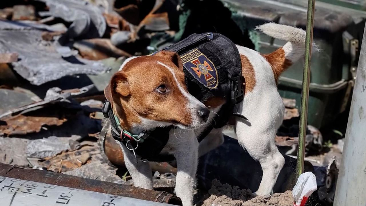 CNNE 1205495 - el perro rastreador de minas que fue premiado por su heroica labor