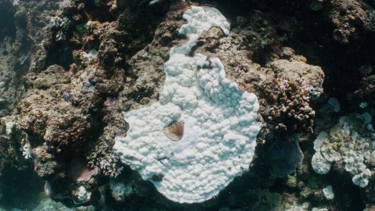 CNNE 1205723 - asi empeora la salud de la gran barrera de coral