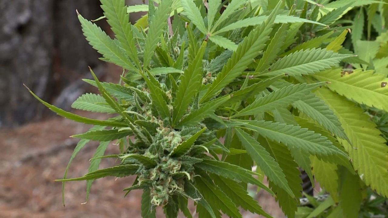 CNNE 1205725 - este pais regalara un millon de plantas de cannabis