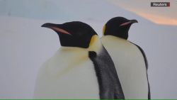 CNNE 1205780 - pinguinos de la antartica estarian cerca de su extincion, segun cientificos