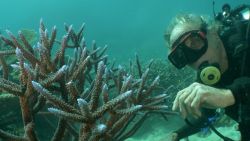CNNE 1205782 - esta es la mayor amenaza para la gran barrera de coral en australia