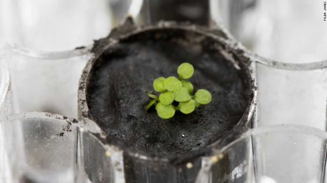 Las plantas de Arabidopsis thaliana, comúnmente conocidas como mastuerzo, se muestran brotando del sustrato lunar.