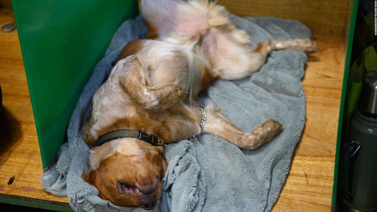 por qué los perros jadean mientras duermen