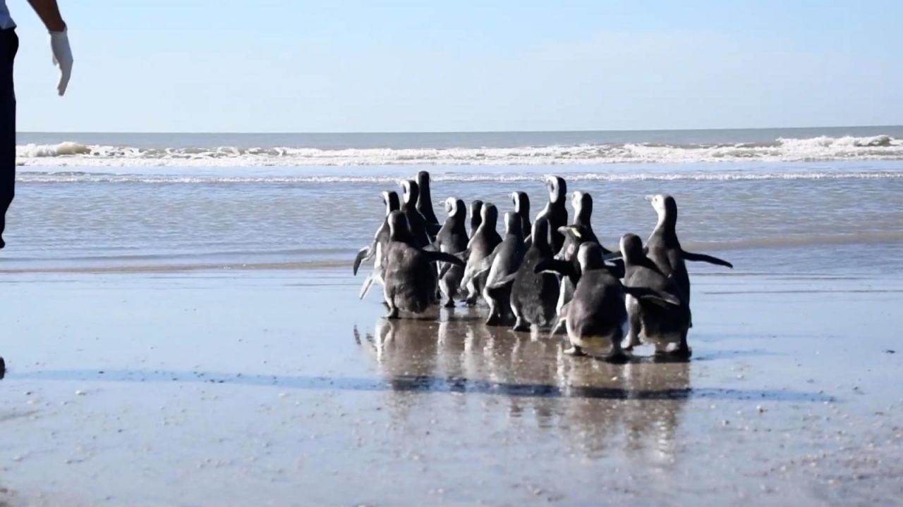 CNNE 1207098 - asi devuelven a 18 pinguinos a su habitat en argentina