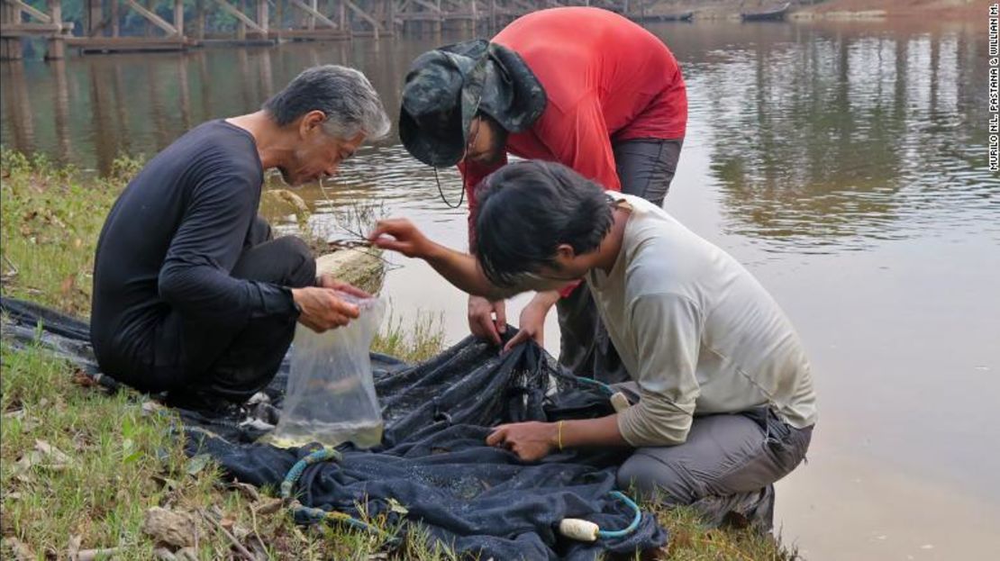 Los investigadores, entre los que se encuentra Murilo Pastana (centro), del Smithsonian, y Willian Ohara (derecha), de la Universidad Federal de Rondônia, recogen peces en la orilla del río cerca de Apuí, en Brasil.