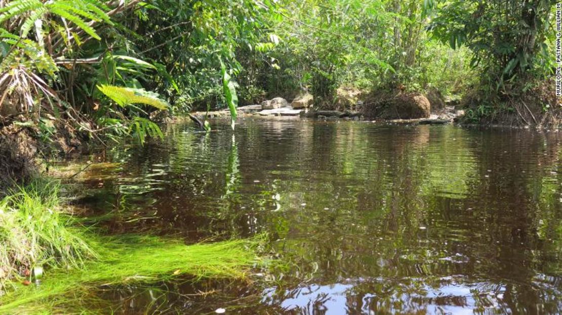 El Poecilocharax callipterus vive en ríos de aguas negras, teñidas por los taninos de las hojas caídas.