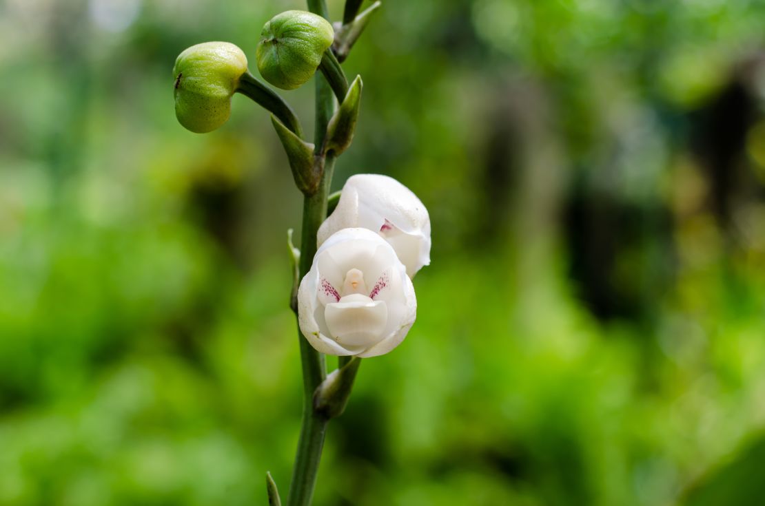 CNNE 1210188 - peristeria elata in bloom