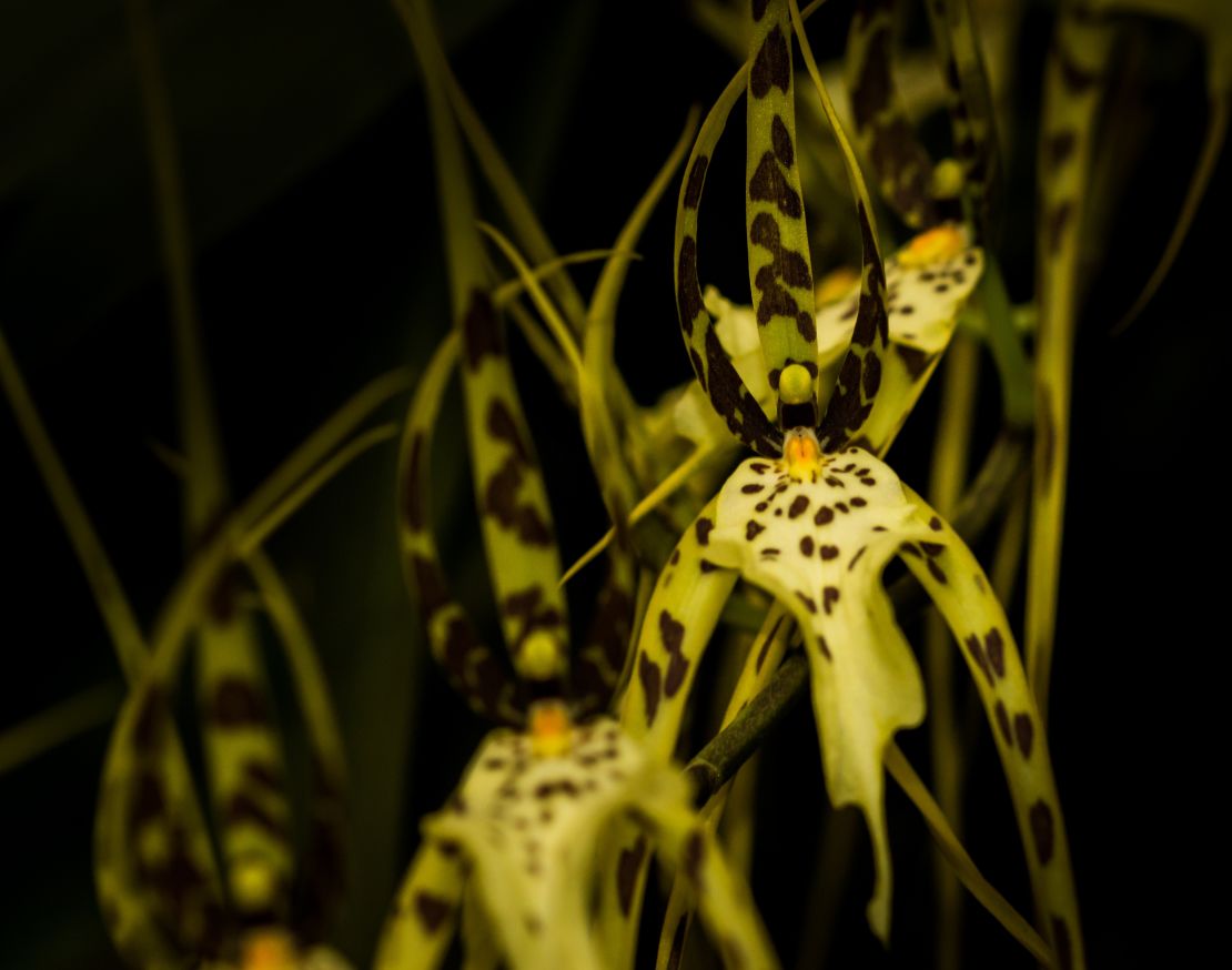 CNNE 1210189 - spider orchid